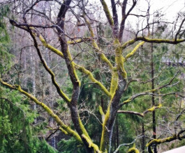 3. Изначально такие тропы создавались для изучения поведения пернатых и животных на поверхности леса, уже потом это стало популярным развлечением. 3