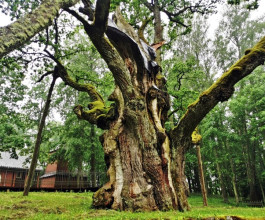 1. Посёлок Стелмуже. В этом поселении растёт дуб, которому 2 тыс. лет. 2