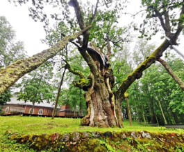 2. Сегодня дерево больно. Дуб умирает. Его пытаются спасти в том числе иностранные специалисты. 3