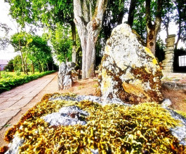 5. Например, вдоль тротуаров. 5