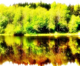 6. Скиндеришкский дендрологический парк отличается очень большим разнообразием видов и сортов флоры сразу с нескольких континентов. 6