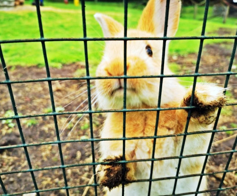 9. Разрешают и покормить. 1