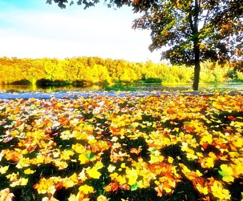 1. Фенология – это отдельное направление науки, а в США – целое направление туризма. Люди буквально охотятся за красивыми картинками, которые наблюдать можно всего лишь несколько недель в году.  1