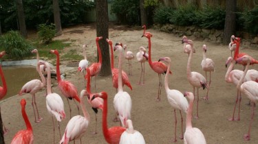 Носители "звериных" фамилий в Рижском зоопарк пользуются привилегиями (ВИДЕО)