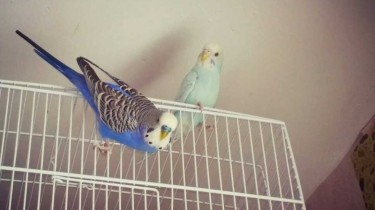 Свободу попугаям!