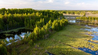 Погранслужба Литвы рассматривает возможность установки заграждения и на болотах