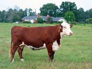 Ученые расшифровали геном коровы