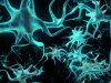 Нервные клетки можно восстановить 