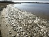 Морское побережье у Клайпеды усеяно тоннами рыбы