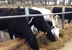 Литва надеется на помощь ЕС молочному сектору