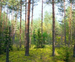 Министр окружающей среды предлагает реформировать сеть лесничеств