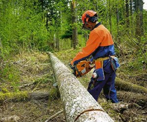 Сейм Литвы утвердил реформу лесничеств, инициированную "аграриями"
