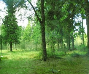 Планируется ограничить посещение лесов на юге и юго-востоке Литвы