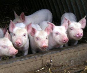 На свиноферме Idavang  – вспышка африканской чумы свиней (дополнено)