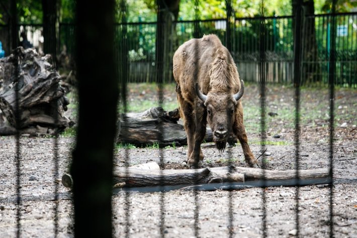 В Литве нельзя будет демонстрировать диких животных в коммерческих целях