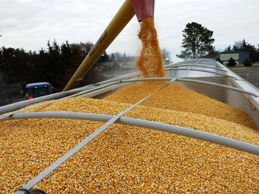 Литва не намерена полностью запретить импорт российского зерна, но обещает ограничения