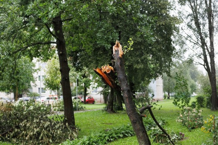 В Григишкес человек погиб под упавшим деревом